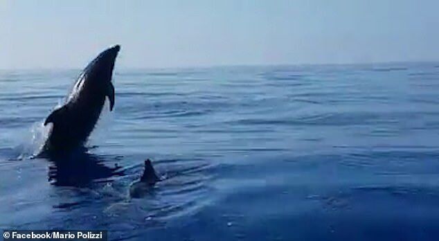 Самка дельфина поблагодарила рыбаков за спасение детеныша