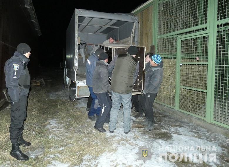 Найденных в Киеве тигров устроили в спецучреждения