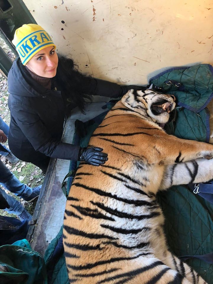 Найденных в Киеве тигров устроили в спецучреждения