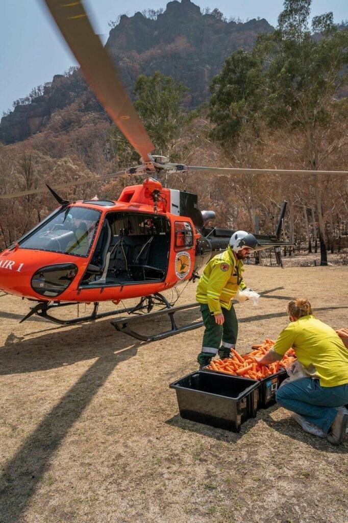 В Австралии еду для животных доставили вертолетами: милые фото и видео