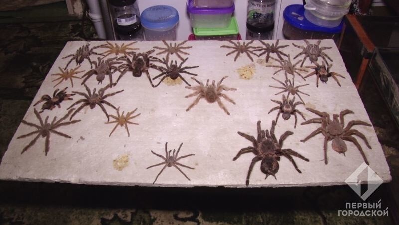 Одессит живет в квартире с тысячей пауков-птицеедов