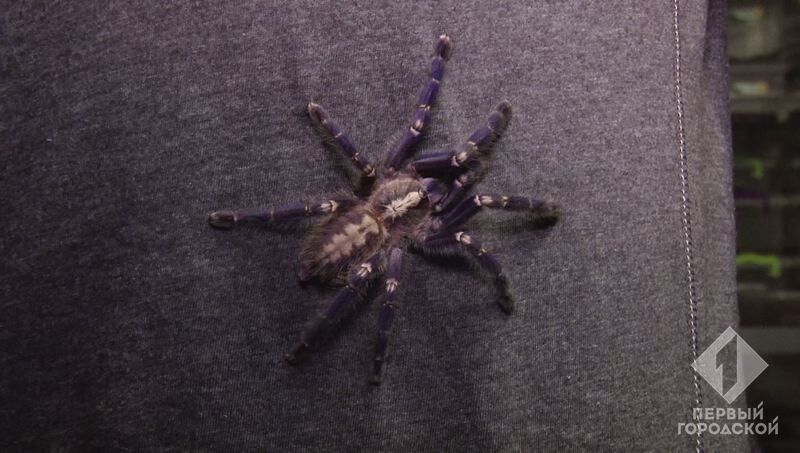 Одесит живе в квартирі з тисячею павуків-птахоїдів