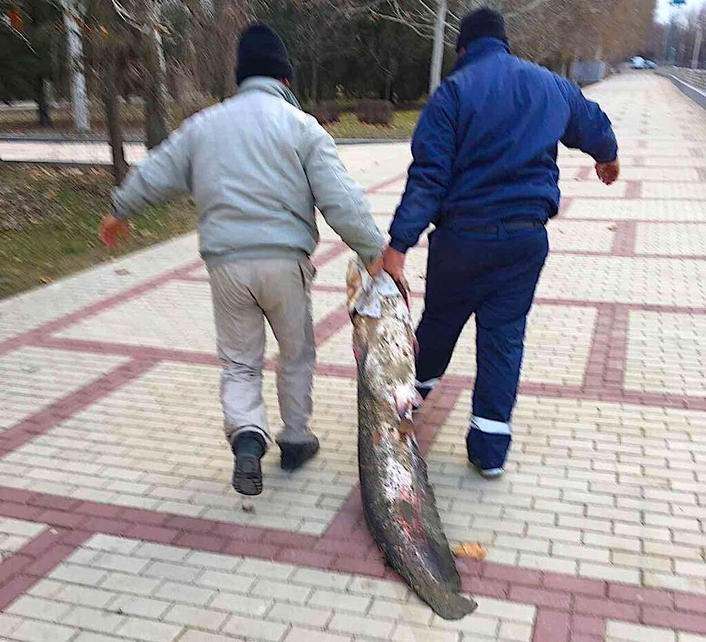 На Дунаї рибалки зловили сома в людський зріст