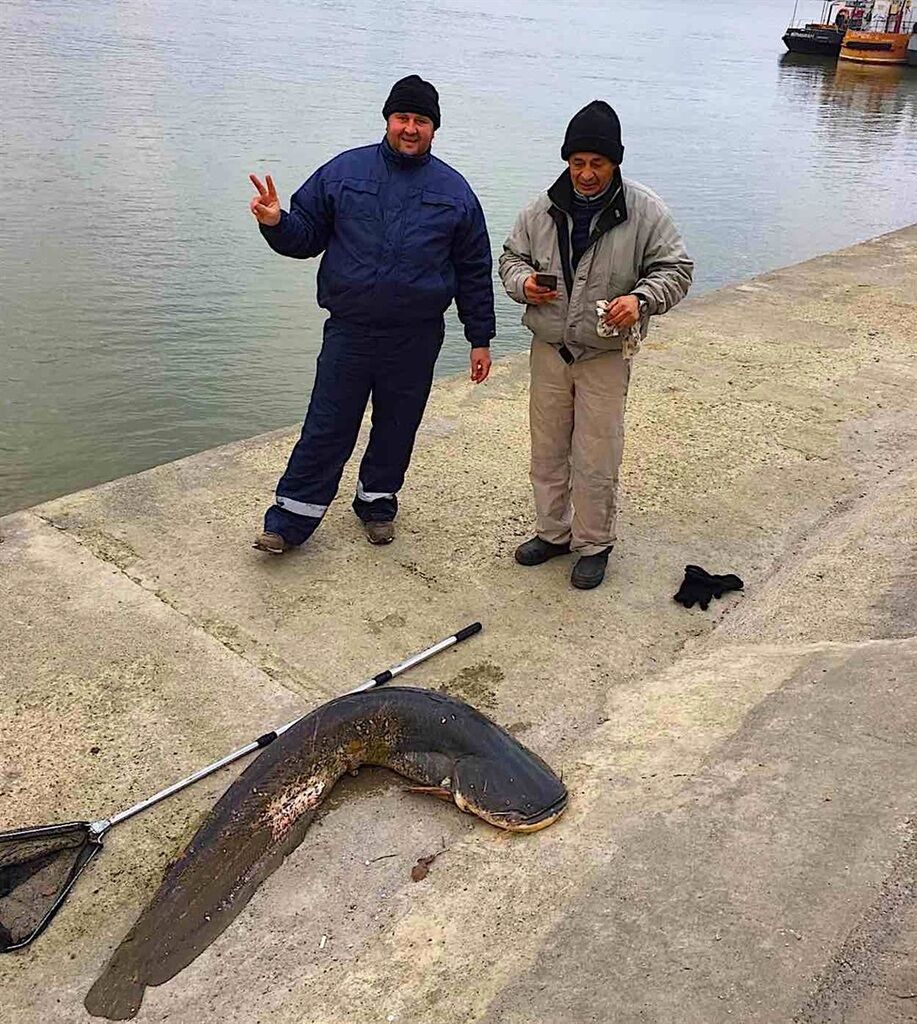 На Дунаї рибалки зловили сома в людський зріст