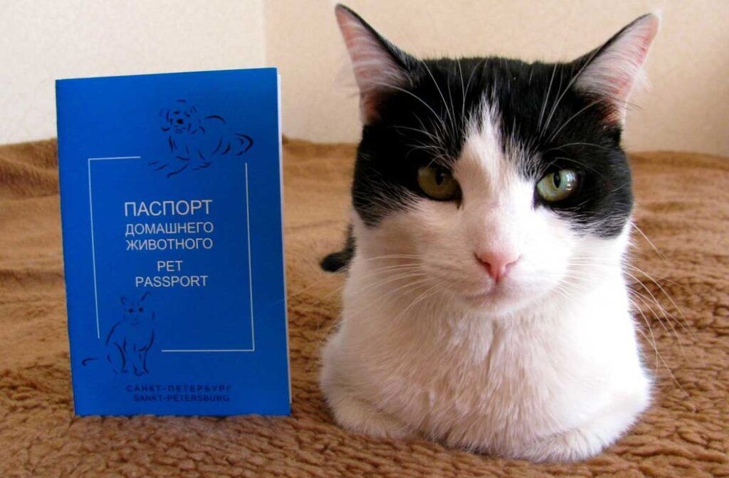 Ветеринарний паспорт