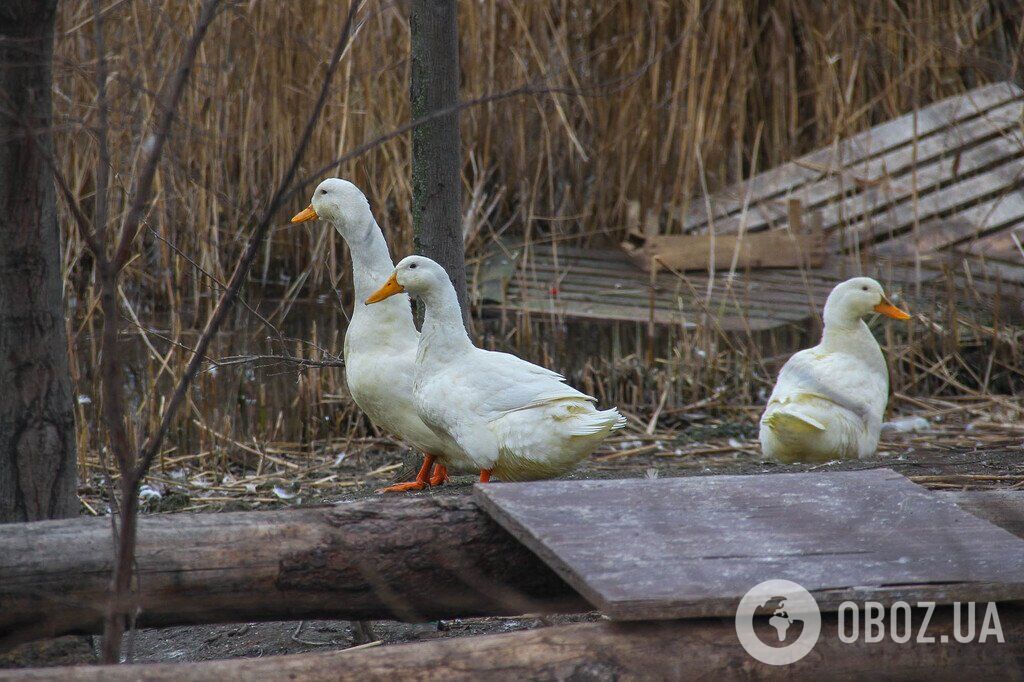 Зима не спешит в Одессу: фоторепортаж из старейшего городского парка