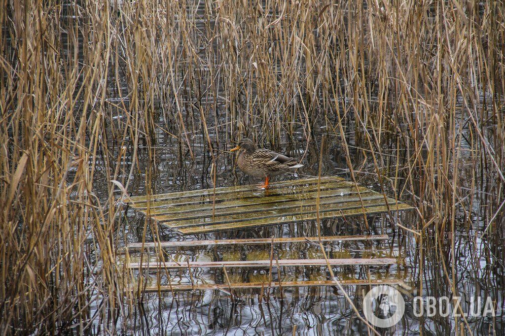 Зима не спешит в Одессу: фоторепортаж из старейшего городского парка