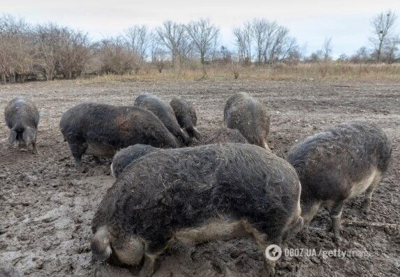 Угорська порода свиней мангаліка