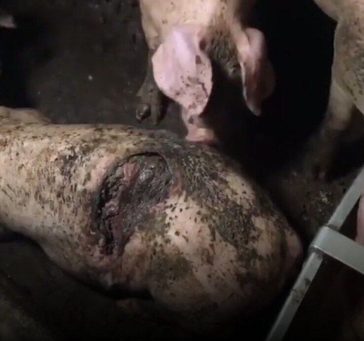 На ферме в Ирландии свиньи съедали друг друга заживо