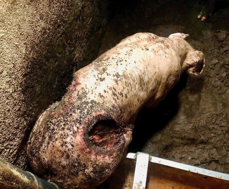 На фермі в Ірландії свині з'їдали один одного живцем