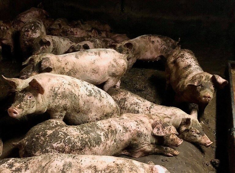 На ферме в Ирландии свиньи съедали друг друга заживо