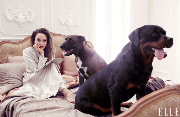 Брэд Питт подал в суд на Анжелину Джоли из-за собак – СМИ