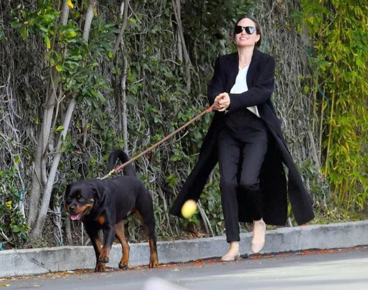 Бред Пітт подав до суду на Анжеліну Джолі через собак – ЗМІ