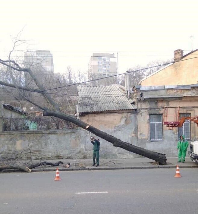 В Одессе штормовой ветер повалил деревья