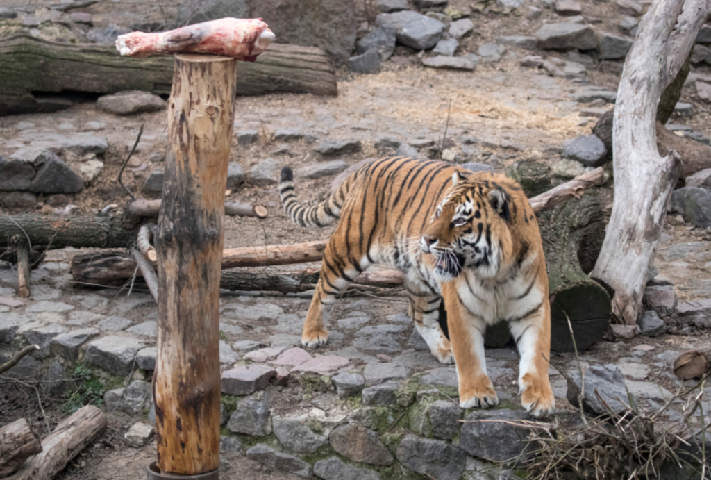 Кличко напомнил о реконструкции киевского зоопарка и показал, как там кормят хищников