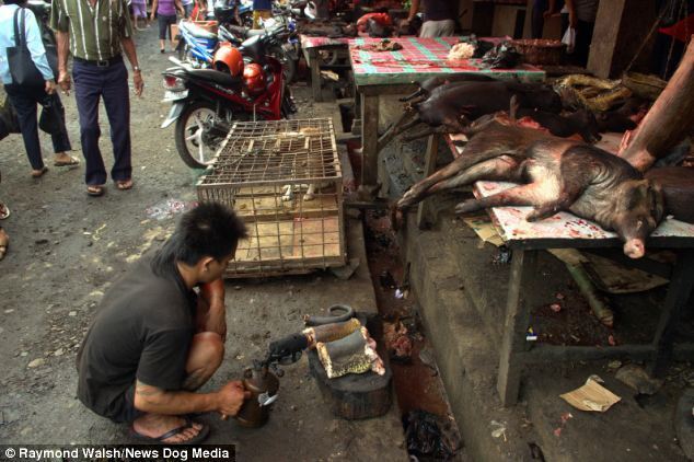 В Индонезии едят жареных крыс и собак