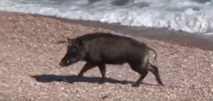 В Гурзуфе кабаны нападают на людей