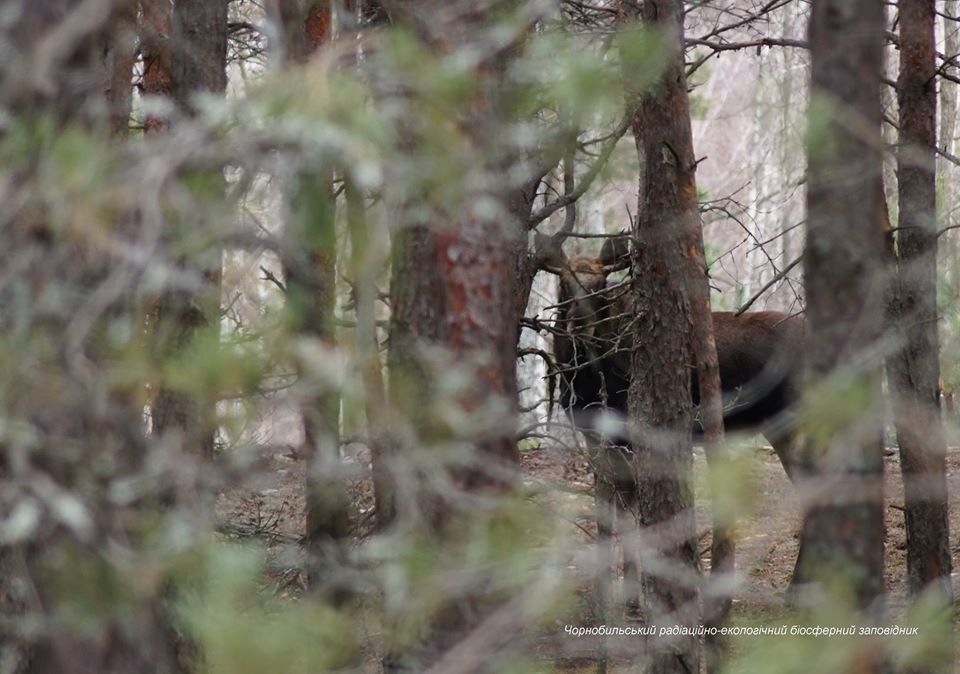В Чернобыльской зоне заметили мощных лосей
