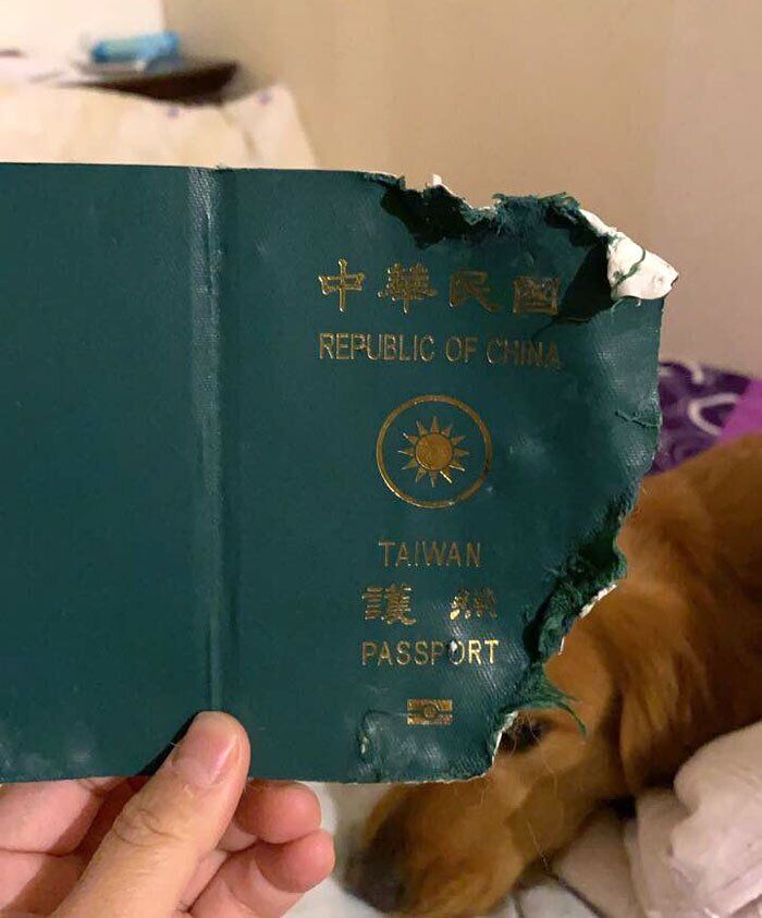 Собака врятував жительку Тайваню від поїздки в Китай: мережу вразила історія