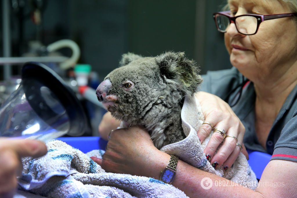Гинуть сотні тисяч коал і кенгуру: Австралію охопили масштабні пожежі