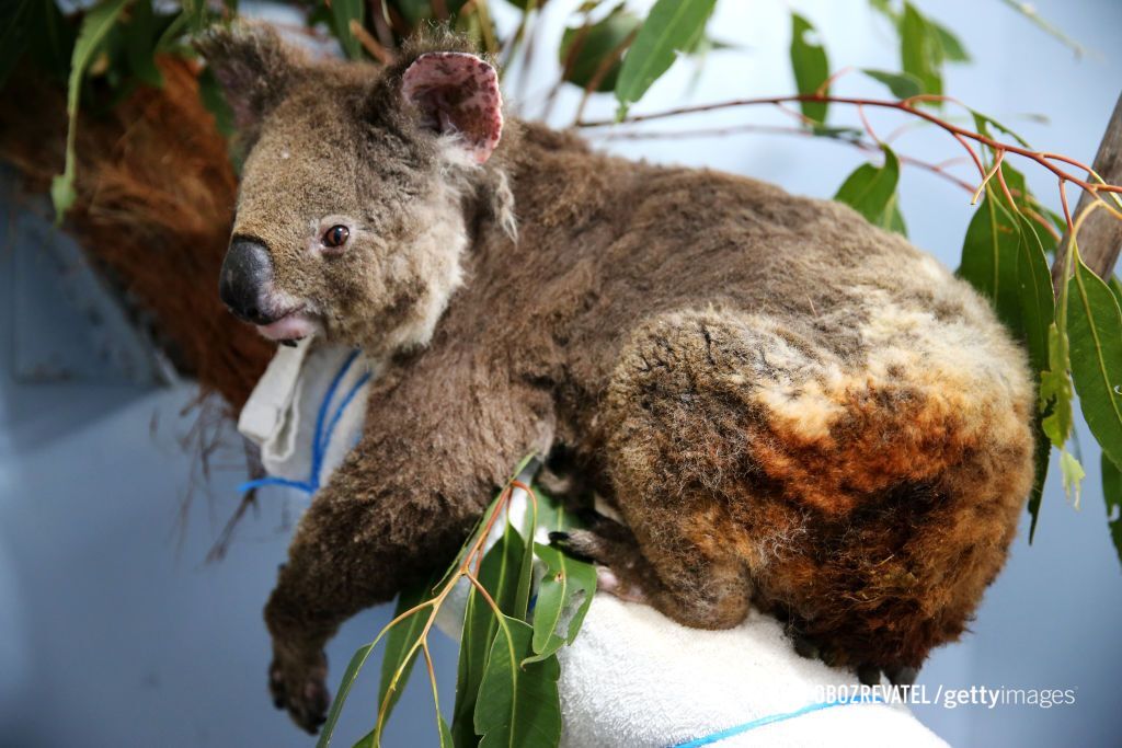 Гинуть сотні тисяч коал і кенгуру: Австралію охопили масштабні пожежі
