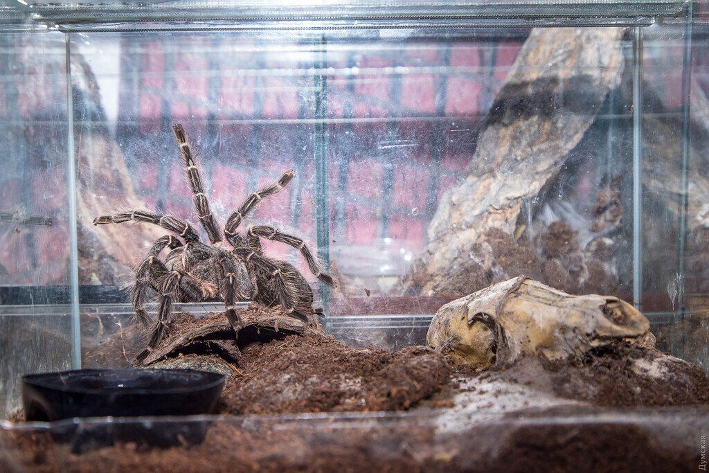 Новые фото из квартиры одесского "человека-паука"