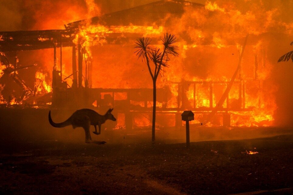 Животные и пожары в Австралии