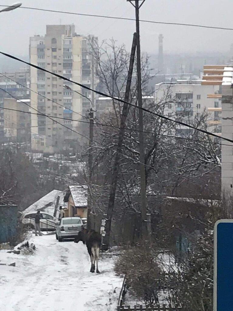 В Киеве посреди улицы заметили лося