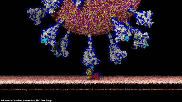 Сверхподробное изображение коронавируса