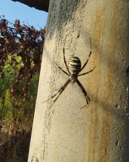 Местные жители находят пауков в своих квартирах