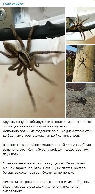 брюшко диаметром от 3 до 5 сантиметров