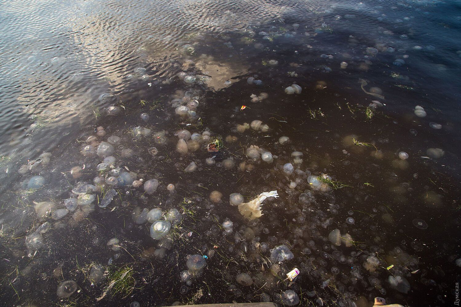 Медузи заполонили акваторію порту в Одесі.