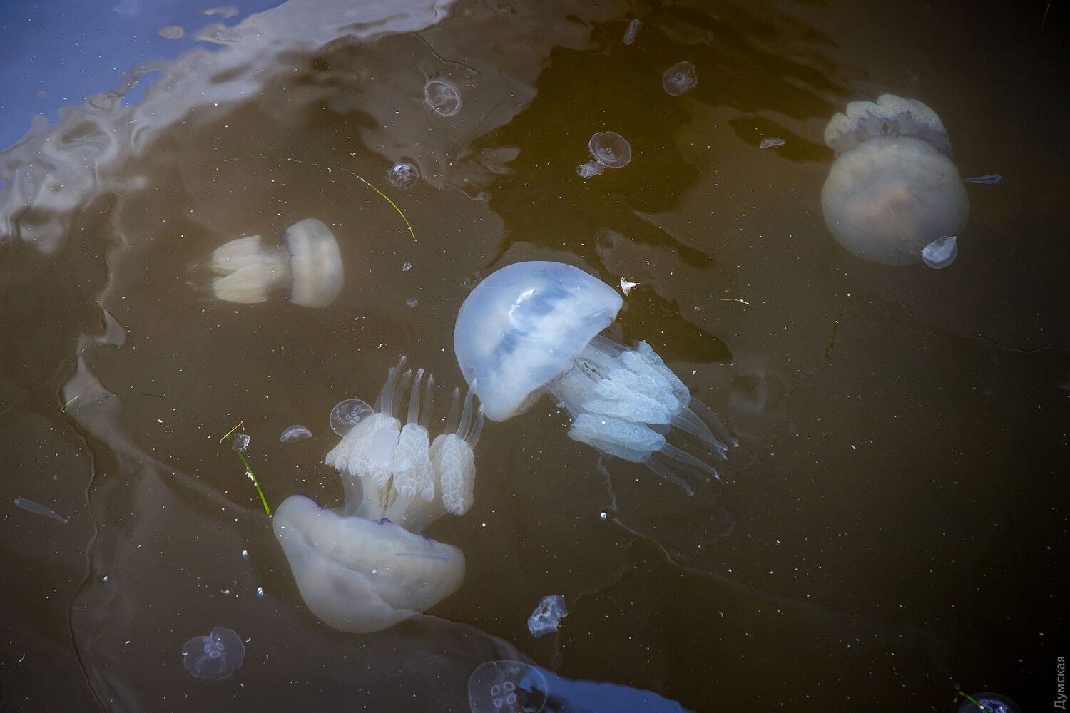 Медузи корнероти вважаються найбільшими в Чорному і Середземному морях.
