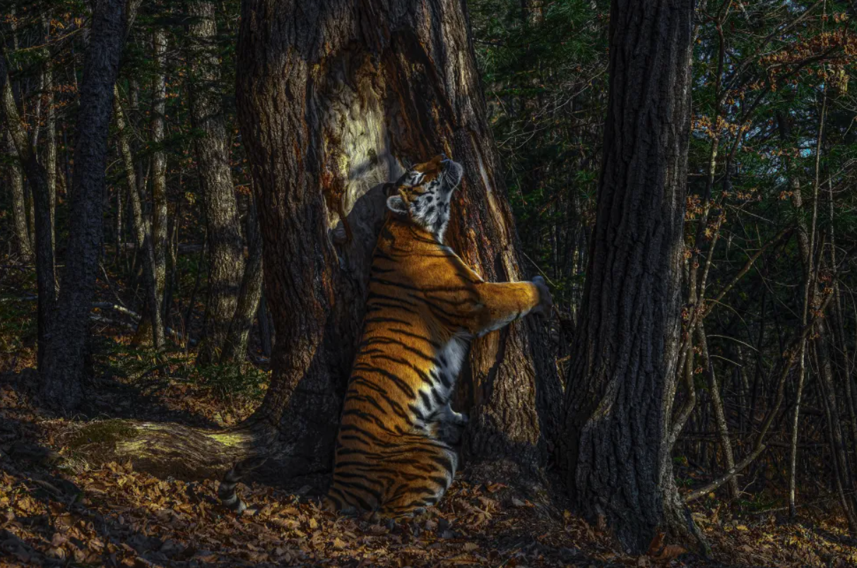Фото амурського тигра стало кращим на конкурсі Wildlife Photographer of the Year.