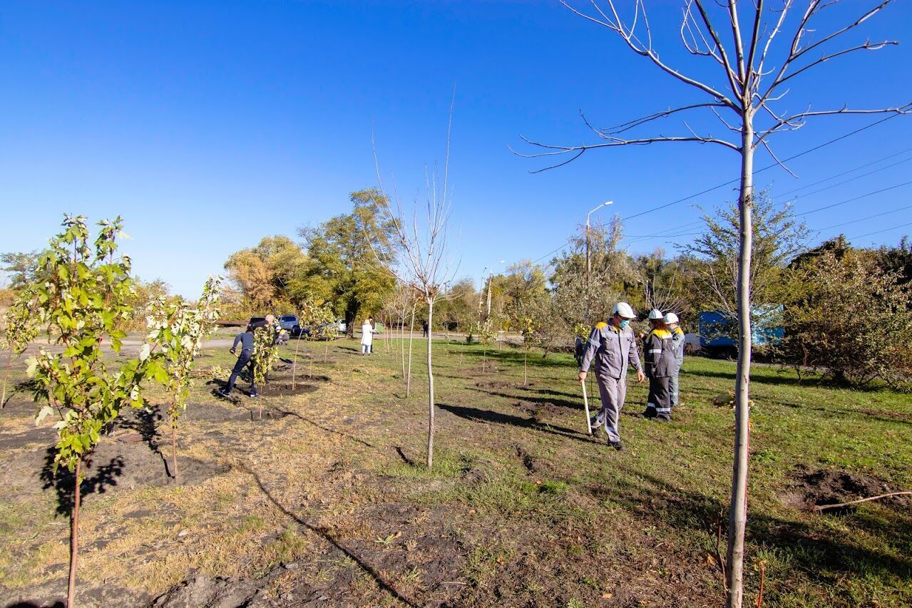В Днепре работники ДТЭК и горсовета высадили деревья