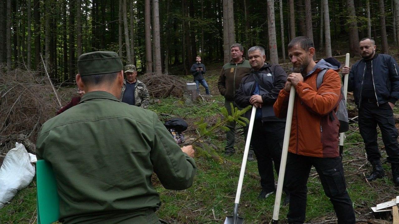 Команда Национальной платформы примирения и единства высадила деревья в Карпатах