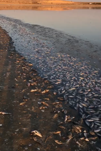 Мертва риба в Аршань-Зельменському водосховищі, РФ