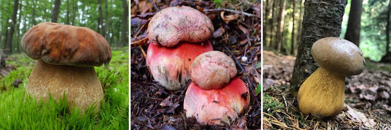 Благородный белый гриб отличается толстой цилиндрической ножкой и красновато-коричневой шляпкой