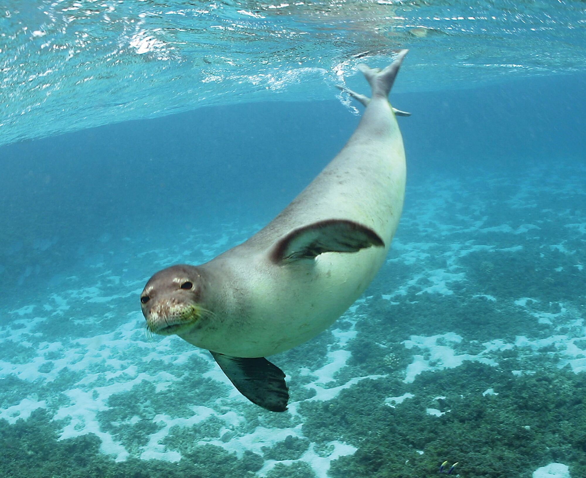 В Черном море обитает белобрюхий тюлень (тюлень-монах)