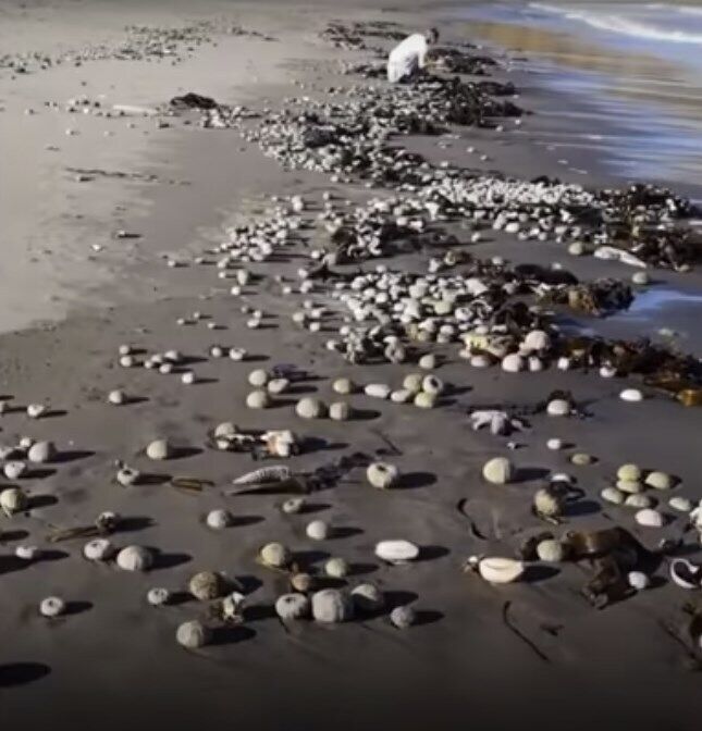 На берег Авачинского залива выбросило много морских животных.