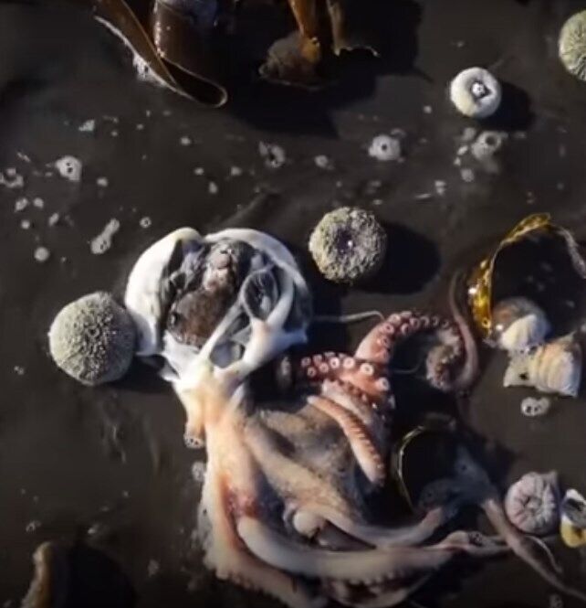 Среди погибших морских животных есть осьминоги