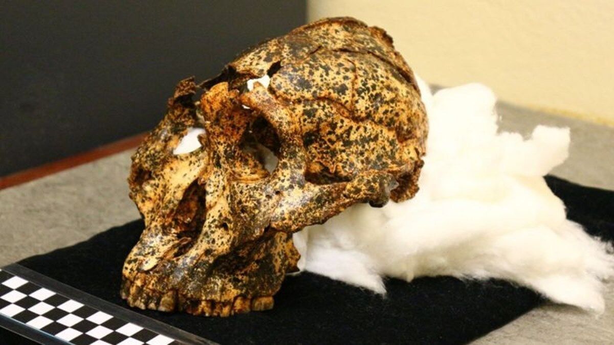 Череп Paranthropus robustus был найден в Южной Африке
