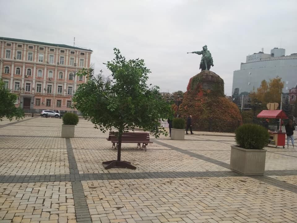На площади установили деревья
