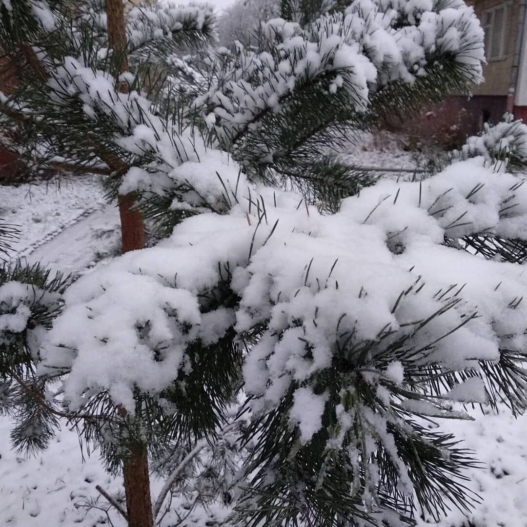 Первый снег во Львове