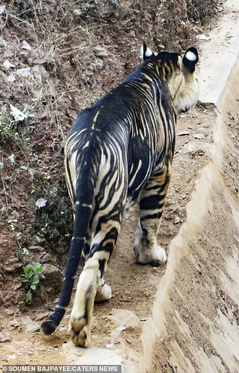 Эти тигры имеют редчайший окрас