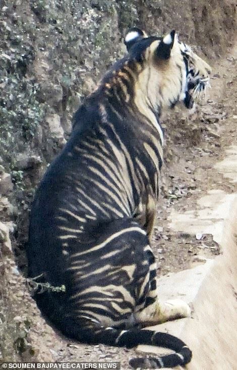 Такие тигры водятся только в Индии