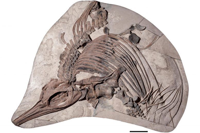 Останки нового виду іхтіозавра