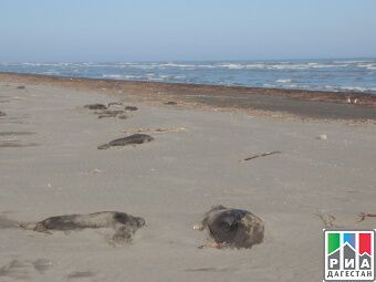 Больше всего мертвых тюленей найдено по северной части побережья от Махачкалы до Сулака