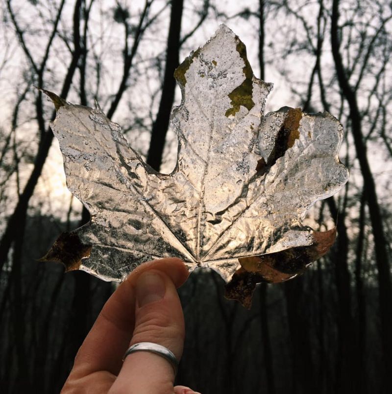 Ледяной отпечаток листа