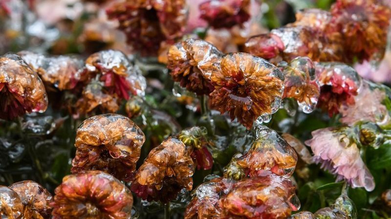 Обледеневшие цветы в столице